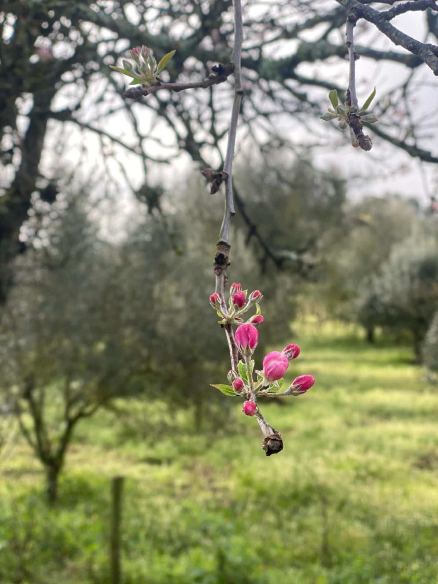 Quinta Da Cerejeira *